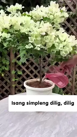 🌱 Stronger roots – Prettier blooms – Stunning garden with BloomMax Ultra! Get it now!