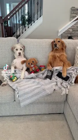 Dogs #dogsoftiktok #cherrue #funny 