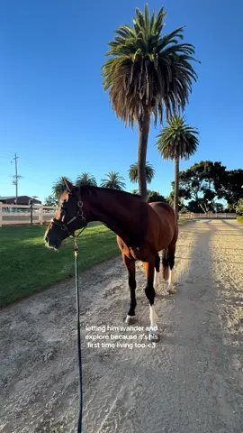 my sweet boy 🫶🏼 #horses #explore #Love #bestfriend 