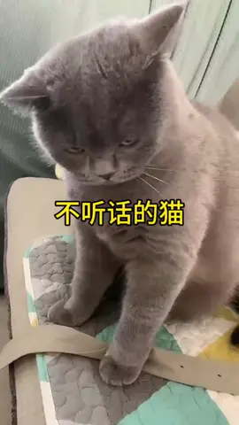 Cat Funny Video 🤣😂🤣