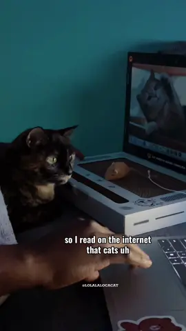 #cat #catvideos #catsoftiktok 