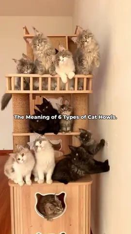 What different meows might represent?🐈 #cat #cute #kittytok #catsoftiktok #catlover #catmom #catknowledge #newcatmom 