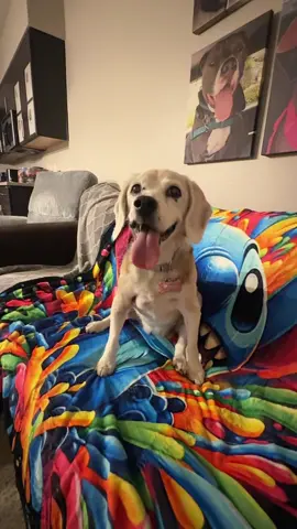 #tiktokshop #stitch #laceythebeagle #LanguageLearning #seniordogsoftiktok 