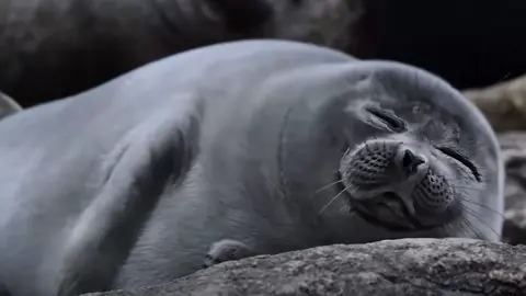 Good night Humans #seal #sleep #tired #fpy #chubby 