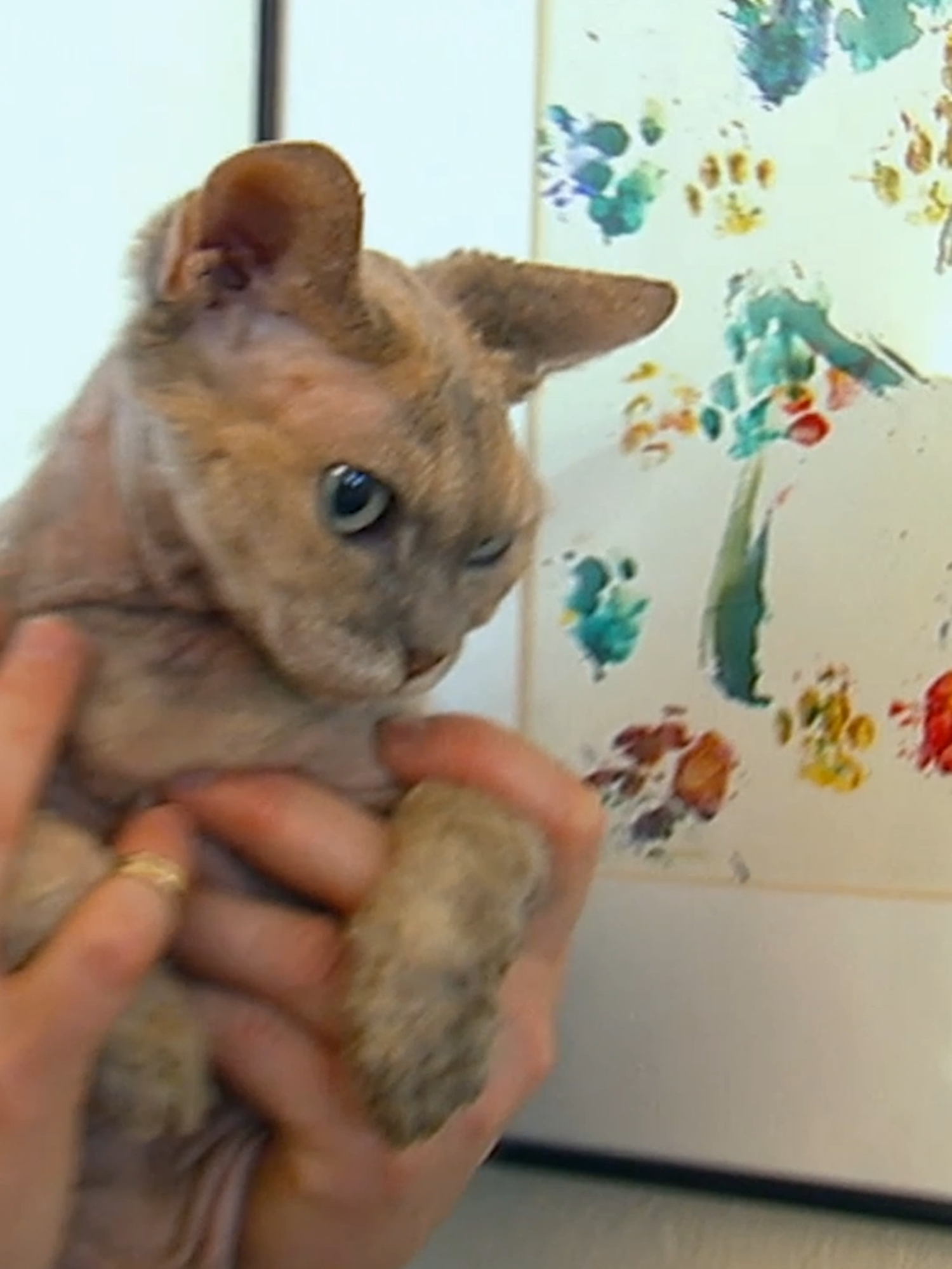 Is YOUR cat this talented? 😸 Watch as this kitty paints a masterpiece! #Cats101 #artist #painter #cattok