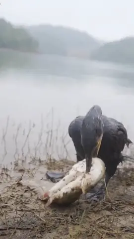 ছাইরা যাওয়া মানুষের জন্য আফসোস করে লাভ আছে 🫤🫤#fyp #foryou #foryoupage #tinding #fishing @For You @For You House ⍟ @TikTok Bangladesh 