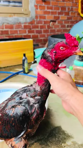 Họ hàng xa bịp rô tin 🤡