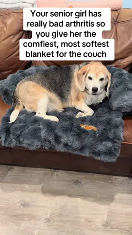 Anything for our special girl #seniorbeagle #dogbed #tiktokshop #pelsbarn 