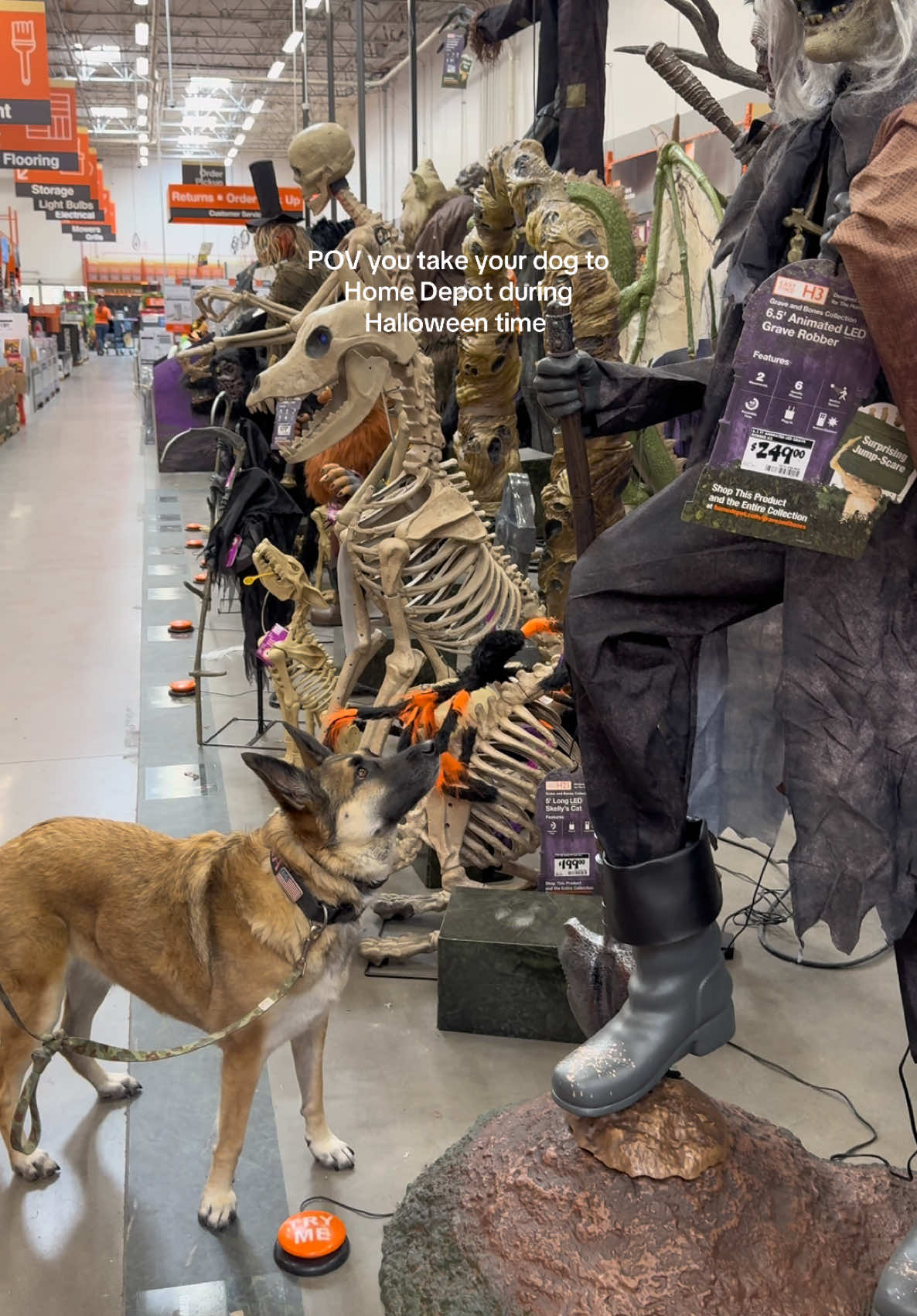 No dogs were harmed in the making of this video (& yes we felt like shit after cause she was terrified, and she got extra treats 🥲) @The Home Depot #dogtok #halloween 