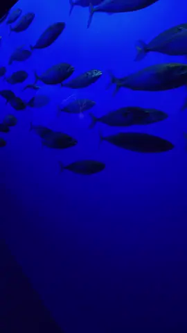 My time at Monterey aquarium ##montereybayaquarium##fish##montereybay