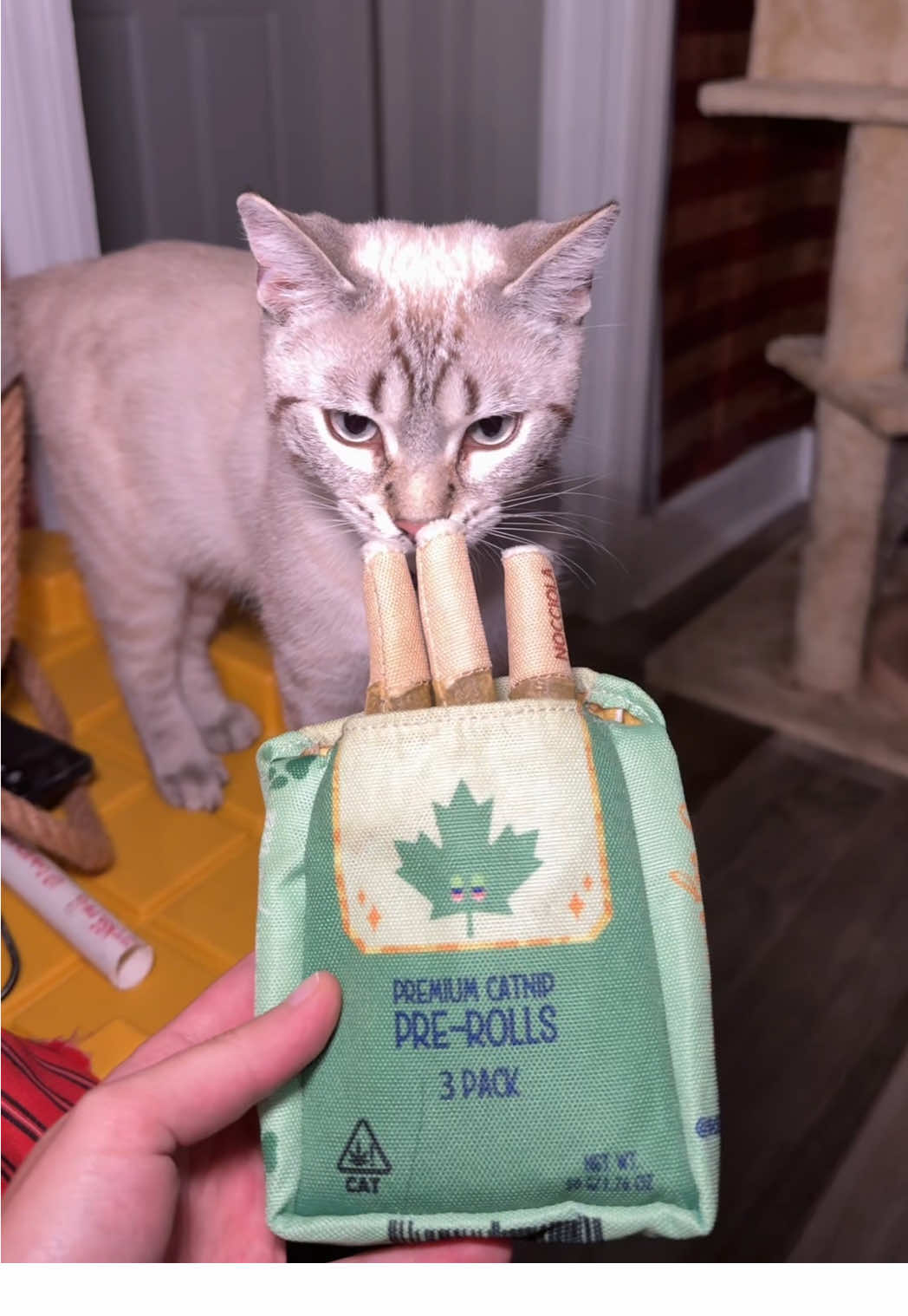 i think these are my moms fav toy😹💚 thank you so much @Nocciolatoys 😸 #catnip #gardening #funnycat #tiktokshop #nocciolatoys 