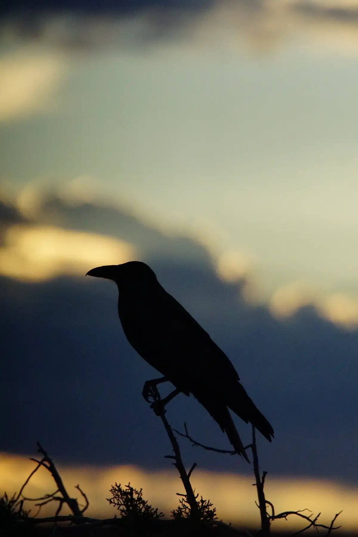 As I was capturing these photos in different locations, I had imagining they were guiding me on my journeys