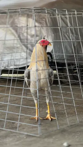 #ayamplipin🇸🇽 #lewatberanda #fyp 