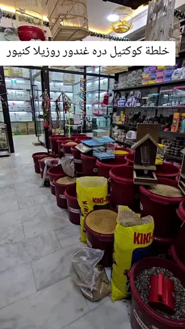 عنوان المعرض بغداد الشعب حي سومر شارع المدارس مقابل اعدادية عبد الله بن رواحه  الفرع الثاني بغداد الشعب سوق شلال مجاور عيادة الحاج وصفي المضمد 07736415907  ‎07722265905 متوفر توصيل داخل بغداد وجميع المحافظات ب 5 متواجدين من ساعه ٤ عصراً الى ساعه ١٠ ليلاً  متوفر توصيل داخل بغداد وجميع المحافظات ب 5 أنتباه ليس لدينا فرع في سوق الغزل أو السنك 