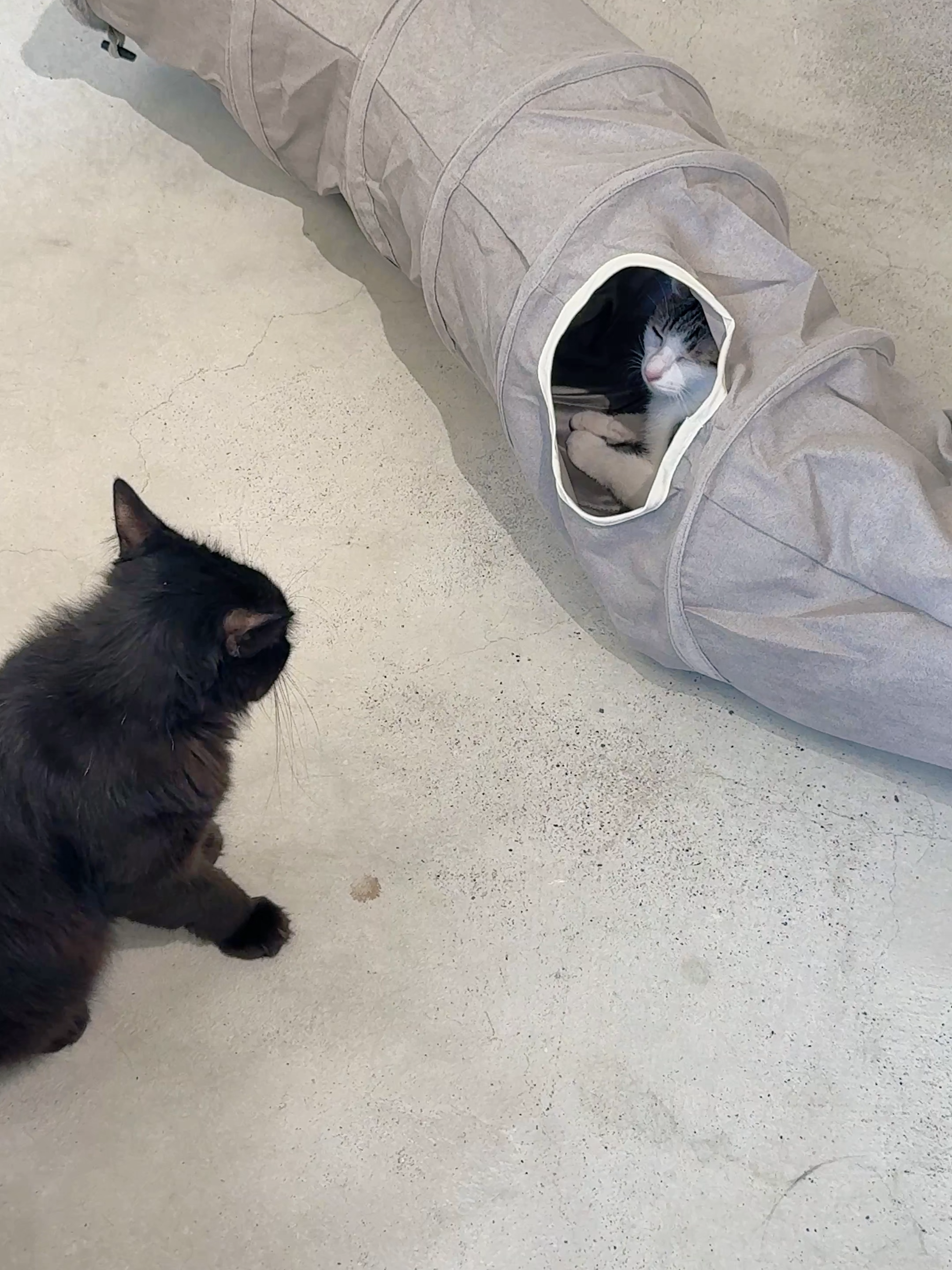 比你房間還好玩 #貓咪 #cat #cute #petsupplies