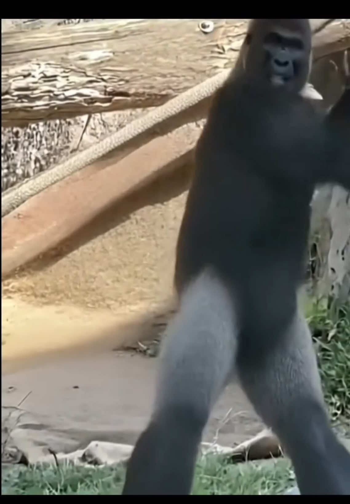 ChimpanzeeDancer#funnytiktok#aivideo#dancer#foryou#aI