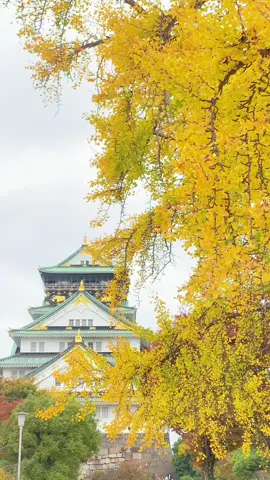 Mùa thu ở lâu đài  Osaka🍂🍂🍂#大阪城 #イチョウ並木 #銀杏 #muathunhatban #osakatravel 
