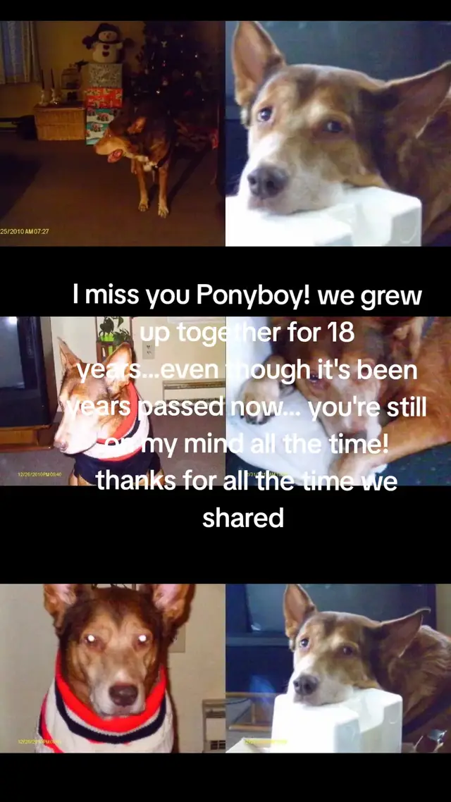 He was a red nose pit, German shepherd, some rot and some lab. beautiful boy. we grew up together when I was younger...18 years together...he really was my best friend...even though it's been quite a few years since you passed away...I still miss you like it was yesterday and I often think of you. Forever etched in my mind and heart Al Capone....RIP Boy I love and miss you #mansbestfriend🐶 #alcapone #ponyboy #dog #restinparadise 