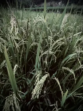 Ngược dòng thời gian...