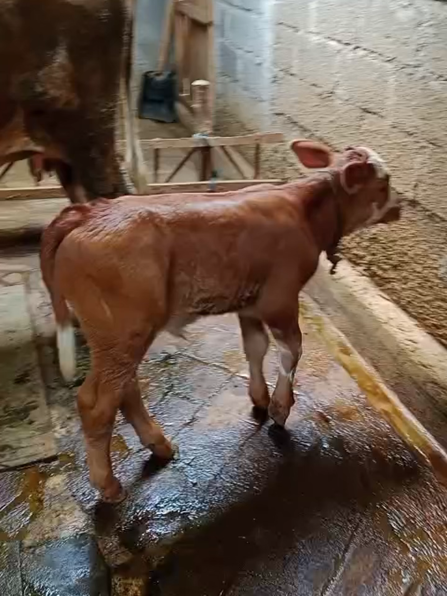 Kelahiran Pedet Jantan Hasil IB di Pecalungan, Batang Pecalungan – Kabar gembira datang dari peternak Santo yang beralamat di Dukuh Ampelgading, Desa Gemuh, Kecamatan Pecalungan, Kabupaten Batang. Pada tanggal 20 Juli 2025 telah lahir seekor pedet jantan hasil Inseminasi Buatan (IB) dengan bobot lahir 30 kilogram. Pedet tersebut merupakan hasil perkawinan antara induk Simental dengan menggunakan semen beku pejantan Simental kode bull 620192 produksi BIB Lembang. Proses inseminasi dilakukan pada 30 September 2024 oleh inseminator Opekk. Keberhasilan ini kembali menjadi bukti nyata kualitas genetik unggul dari semen beku BIB Lembang yang terus dipercaya oleh para peternak di berbagai daerah. BIB Lembang berkomitmen untuk senantiasa menghadirkan bibit unggul demi meningkatkan produktivitas dan kesejahteraan peternak Indonesia.