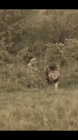 King SCARFACE! #scarface#musketers#morani#hunter#animals