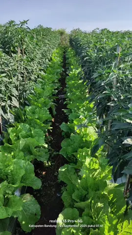 #petanimuda #cabaitw #sawi 