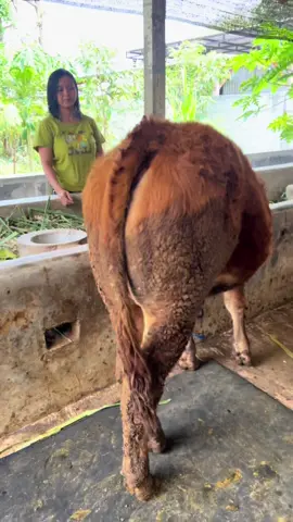 Yang baru hari ini siap kirim pokok gak adoh adoh banget#fypシ゚viral #fypシ #masukberandafyp #virall #viraltiktok 