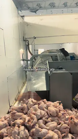 Siapa bilang makan bergizi harus mahal? Sekarang dapur makan bergizi gratis bisa semakin mudah menyediakan menu sehat dan lezat berkat ayam potong dari HARAPAN BARU FARM. Ayam potong ini benar-benar solusi praktis untuk program-program sosial maupun dapur umur yang ingin memberikan sajian bernutrisi tanpa ribet. jadi, untuk kamu pengelolah dapur umum, program sosial atau catering makan bergizi, ayammpotong dari HARAPAN BARU FARM adalah partner terbaikmu. Halal, higenis, fleksibel, , dan terjangkau— Semua ada dalam satu paket! Menerima pembelian grosir & eceran Pesan sekarang 📲 Wa: 0813 5667 4154 Ig: harapabarufarm #makanbergizigratis #dapurmbg #bisniskuliner #ayamkarkas #ayampotong  