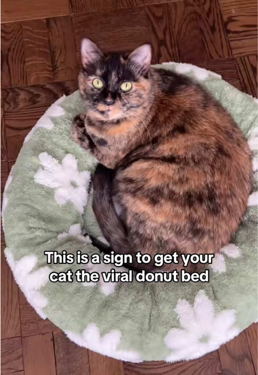 #cat #catvideos #catsoftiktok 
