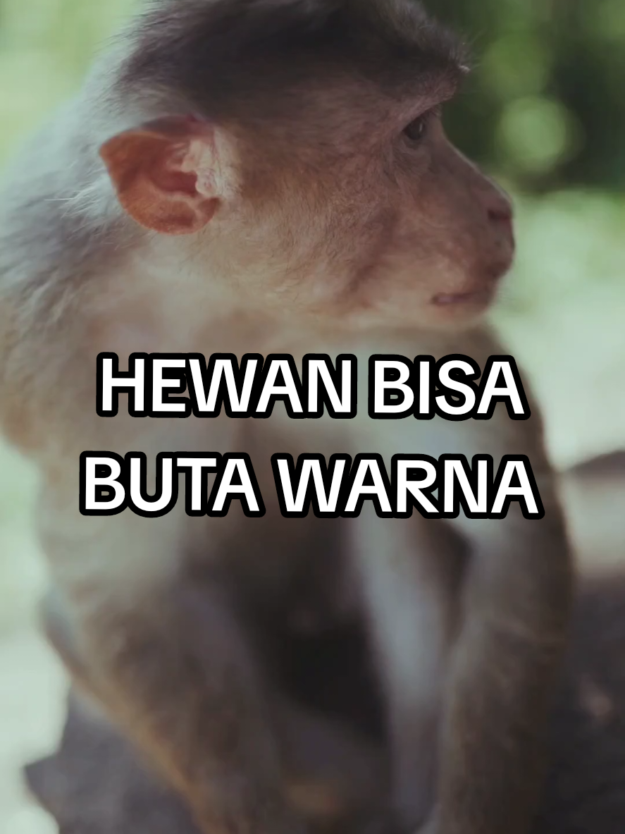 Ternyata ada yg sama ni #hewan #kucing #anjing #butawarna 