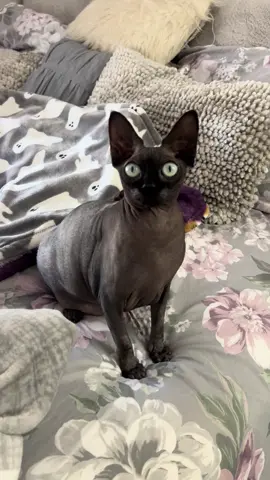 Beautiful Black Majestic Unicorn 🦄 #sphynx #meow #catsoftiktok #goth #catsoftiktok 