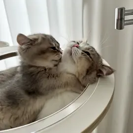 Where they are, love feels at home #cat #catsoftiktok #fyp #viral #magichour 