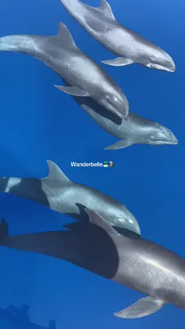 Ada yang bilang ini paus, ada yang bilang lumba-lumba. jadi sebenernya ini apa? 🫠 #bandaneira #bandanaira #lumbalumba #dolphin #maluku 