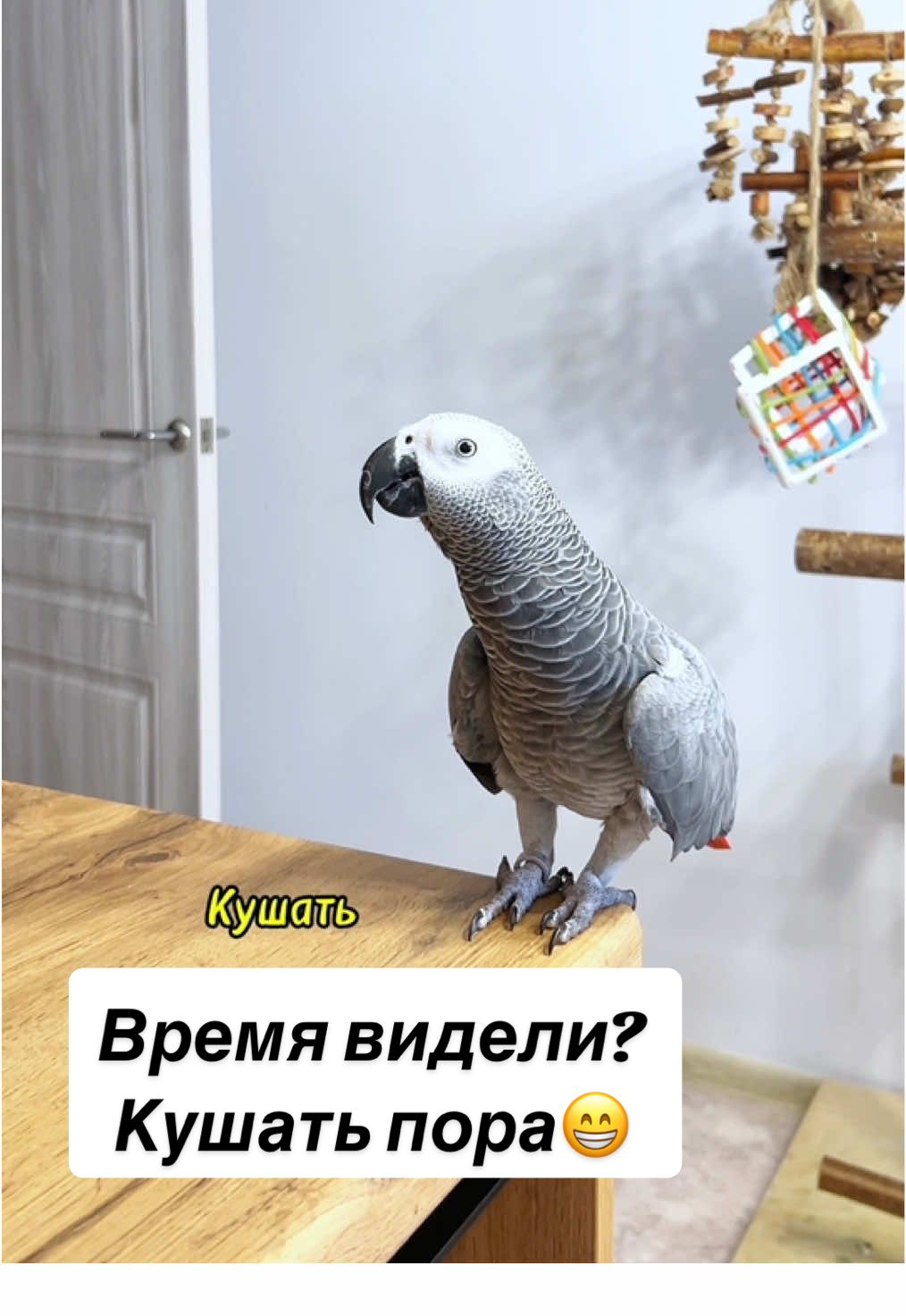 Утренний ритуал- просить кушать все , что знаешь😁 как только открываю холодильник  начинается: морковку, огурчик, фруктики, яблочко, несите всё 🥝🍒🍇🍌🍎🥒🫛 #говорящийпопугай #жакомия #врек #попугайжако 