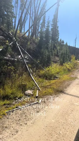 Today was amazing. Spent most of it driving through the mountains following my dear friend @Gypsy Phoenix chasing the river and scouting future forages #grateful #idaho #mountainmama #foryourpage #growing 
