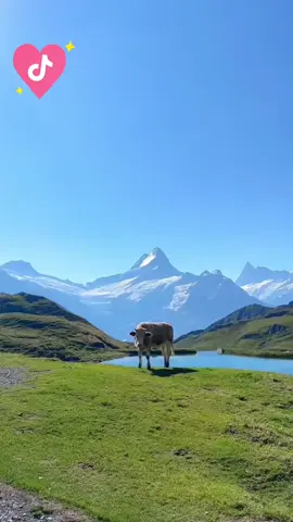 #LIVEIncentiveProgram #LIVEwithlowfollowers #PaidPartnership #tik_tok #montagnesuisse 