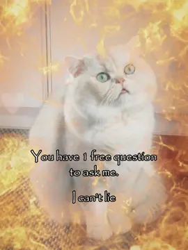 i cant lie  #relatable #rizz #couple #cattok 