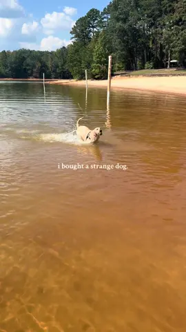 i should’ve known..he was only $100. #fyp #lab #greenscreen #mansbestfriend🐶 