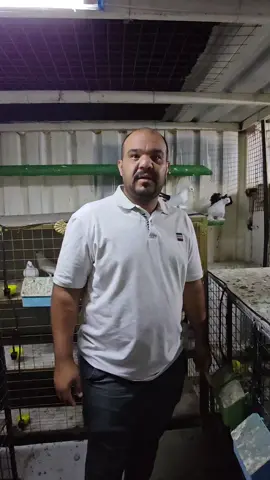 #سوريا_تركيا_العراق_السعودية_الكويت_عمان #طيورزينةالبصرة #العراق🇮🇶🇮🇶🇮🇶🇮🇶🇮🇶🇮🇶 #طيورالعراق🦅🕊️ #العراق_السعوديه_الاردن_الخليج 