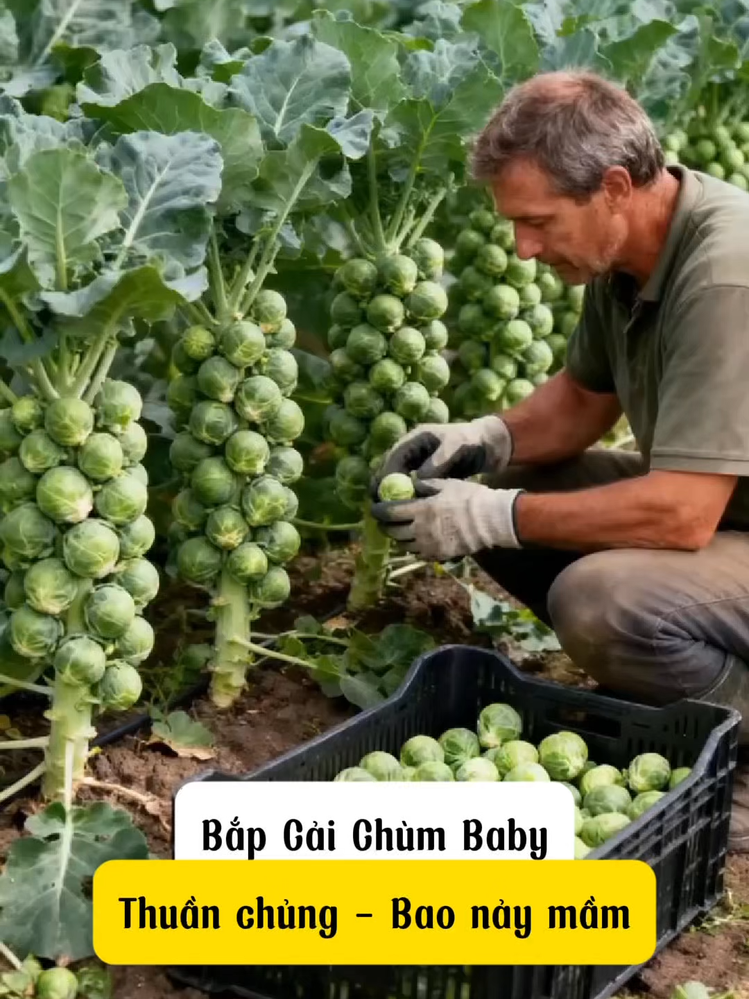 Bắp Cải Chùm baby giàu dinh dưỡng, hạt chất lượng tỉ lệ nảy mầm cao