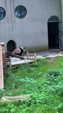 Kì Dĩnh: chờ đã lâu nay mới có cơ hội chả thù quại Đôn với quại Đại Thần, nhố.t 2 quại cho béc tay con 🤣🤣🤣 #qiying #kidinh #haoqi #haoki #funny 