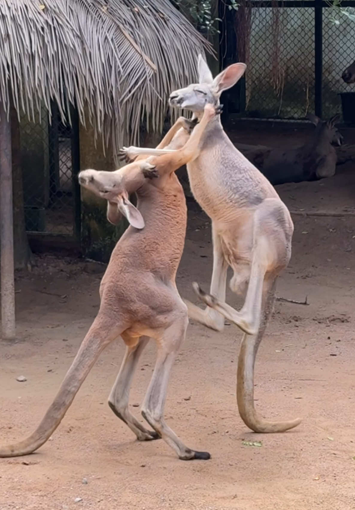 ตีกันเพราะแค่หญ้ากำเดียว…โอ้ยยย 🦘🤣 #จิงโจ้ 