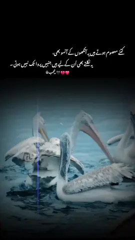 کتنے معصوم ہوتے ہیں یہ آنکھوں کے آنسو یہ نکلتے بھی اُن کے لیے ہیں جنہیں پرواہ تک نہیں ہوتی  #1milionaudition #aeshetic #foryou #foryoupage #trending 