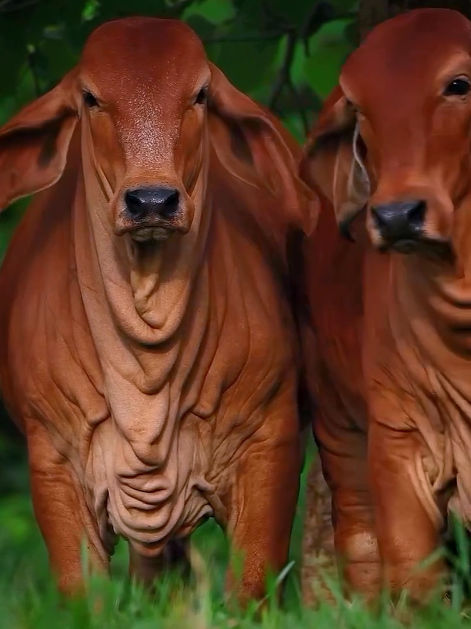 অসাধারণ সুন্দর  ব্রাহামা গরু 💯🔥🐂#cow #animals #tiktok #foryou #2025 