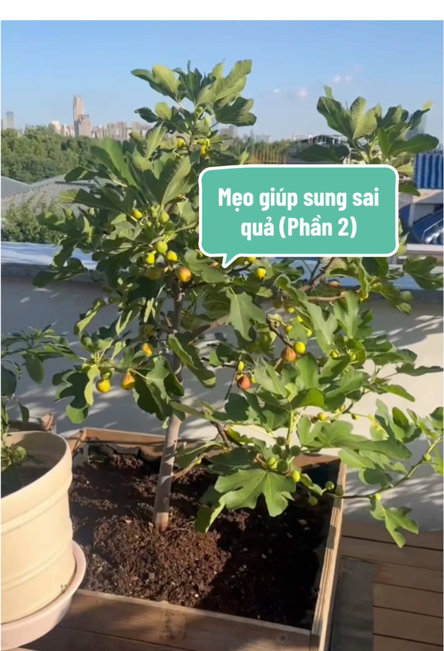 Mẹo giúp sung mỹ sai trĩu quả #farmsangtao #xuhuong #sungmy 