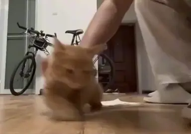 #cats #cat #catsoftiktok 