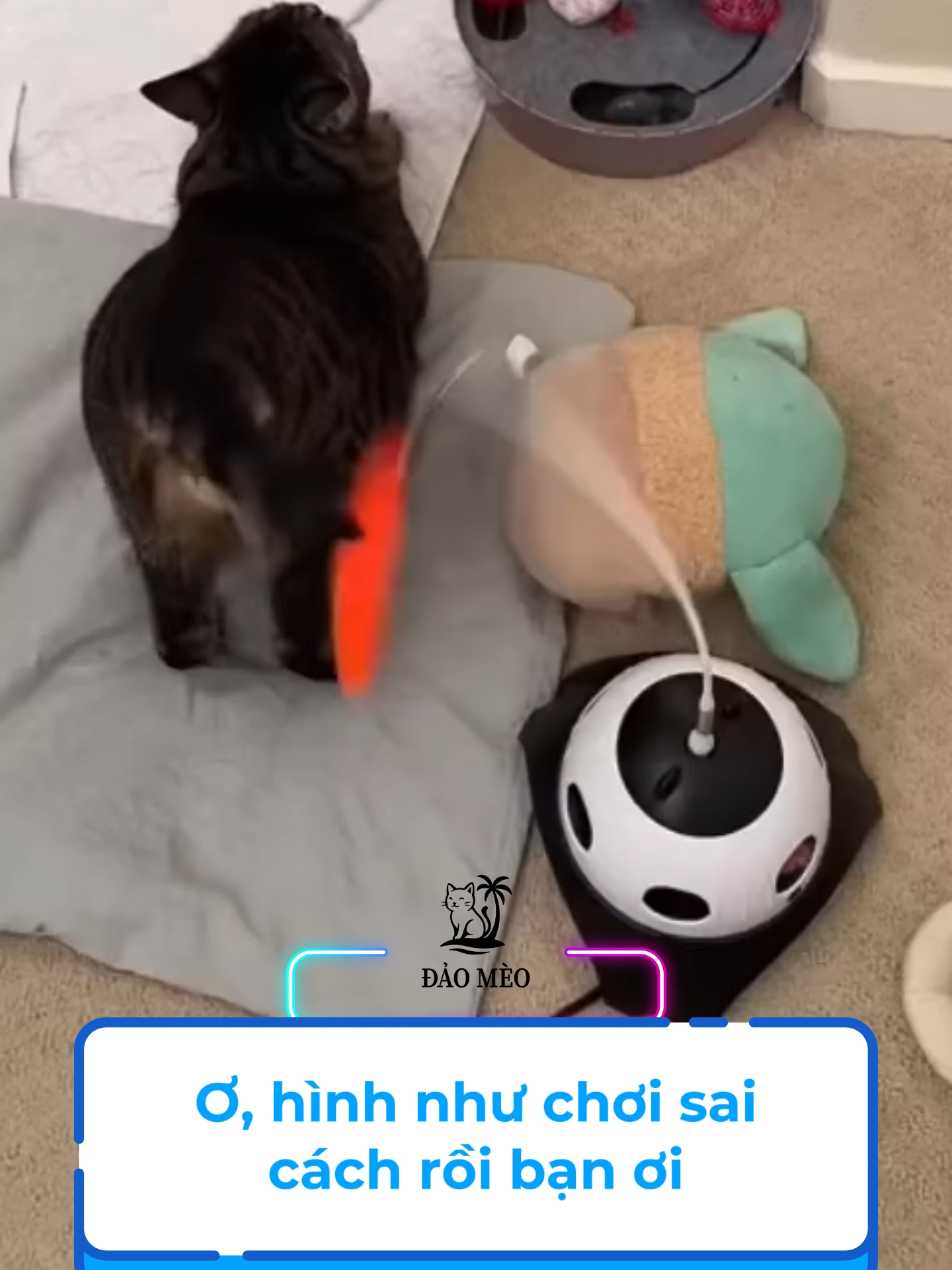 Ơ chơi sai cách rồi bạn ơi #đảomèo #viral #haihuoc #funnycat #xuhuong #meo