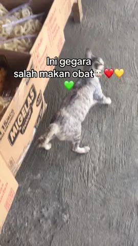 ❤️💛💚#yoman#fyp#lewatberandafyp #jamica#madarasta