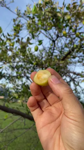 Táo dại ở đây, 8x, 9x ở đâu???