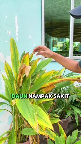 DAUN POKOK KUNYIT JADI KERING & KUNING‼ Ini Punca Yang Ramai Terlepas Pandang Bila Tanam Pokok Kunyit !  Ni Irfan Nak Tunjuk 2 Perbezaan Pokok Kunyit Irfan. Abang/Akak Yang Tanam Pokok Kunyit , Dah Tabur Baja Tapi Daun Jadi Kuning Dan Kering. Jom Cuba Baja Super Subur Ni  Tak Perlu Nak Campur Semua Baja Lagi Dah, Spray Jee Super Subur Hasil Tanaman Confirm Berganda ! Klik 'BEG KUNING' Dibawah Untuk Harga Promosi 👇 #bajasupersubur #bajasupersuburplus #bajaspray #bajapokok #kunyit 